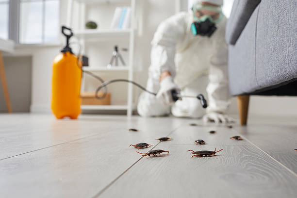 Post-Treatment Bed Bug Interceptor Monitoring in Linden
